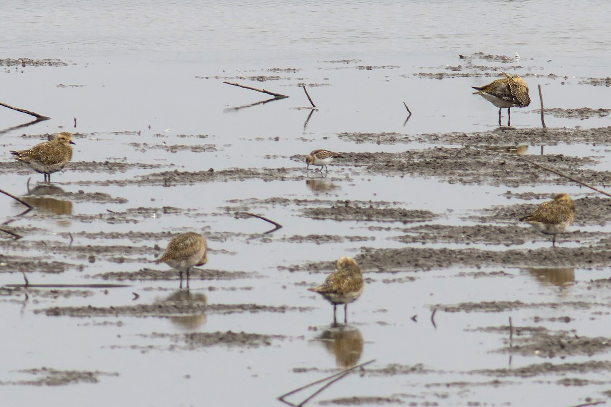 Little Stint - ML644815875