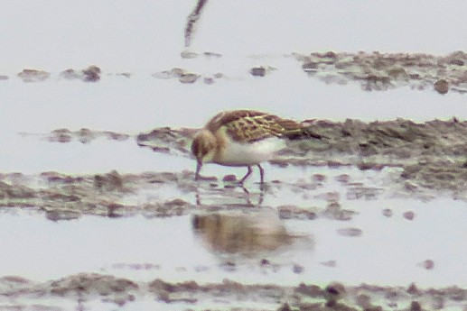 Little Stint - ML644815877