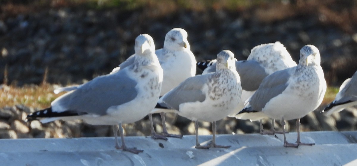 American Herring Gull - ML644815878