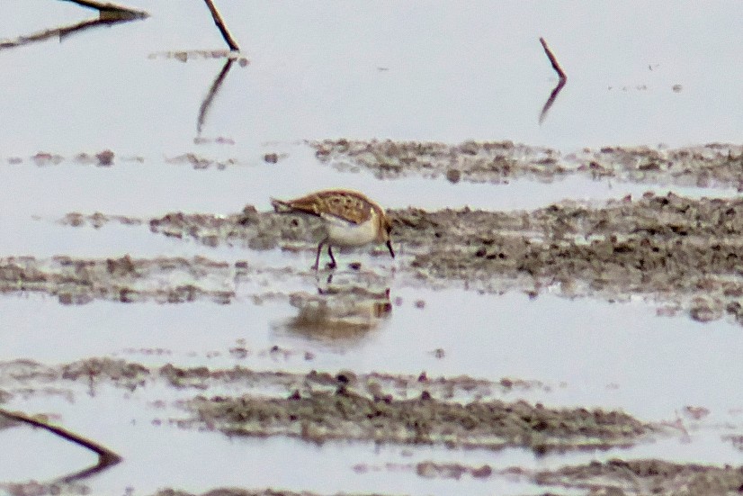 Little Stint - ML644815884