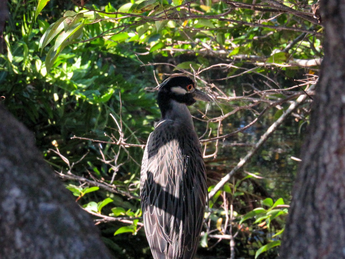 Квак чорногорлий - ML644815894