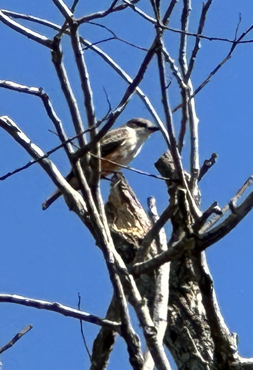 Vermilion Flycatcher - ML644815895