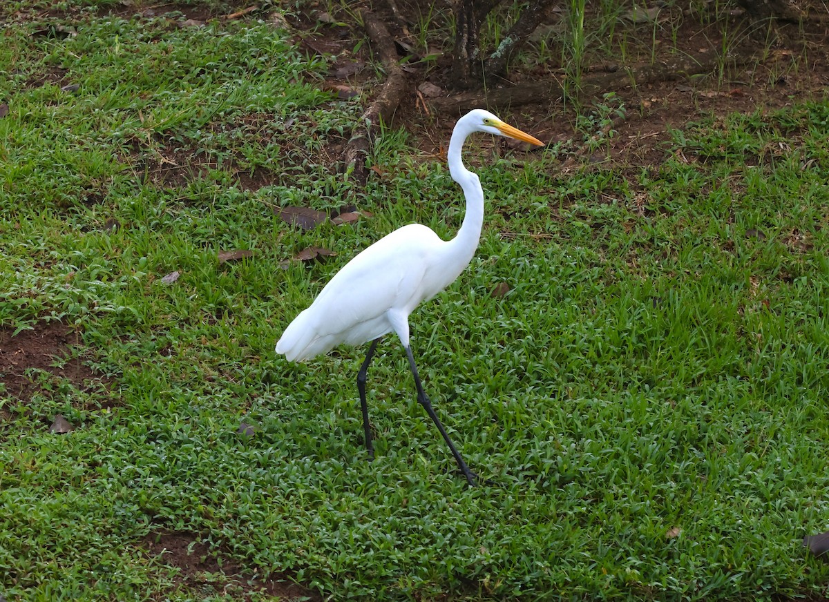 Koartza zuria - ML644815899