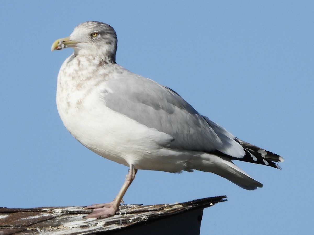 American Herring Gull - ML644815902