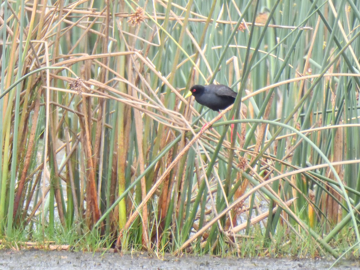 svartrikse - ML644815906