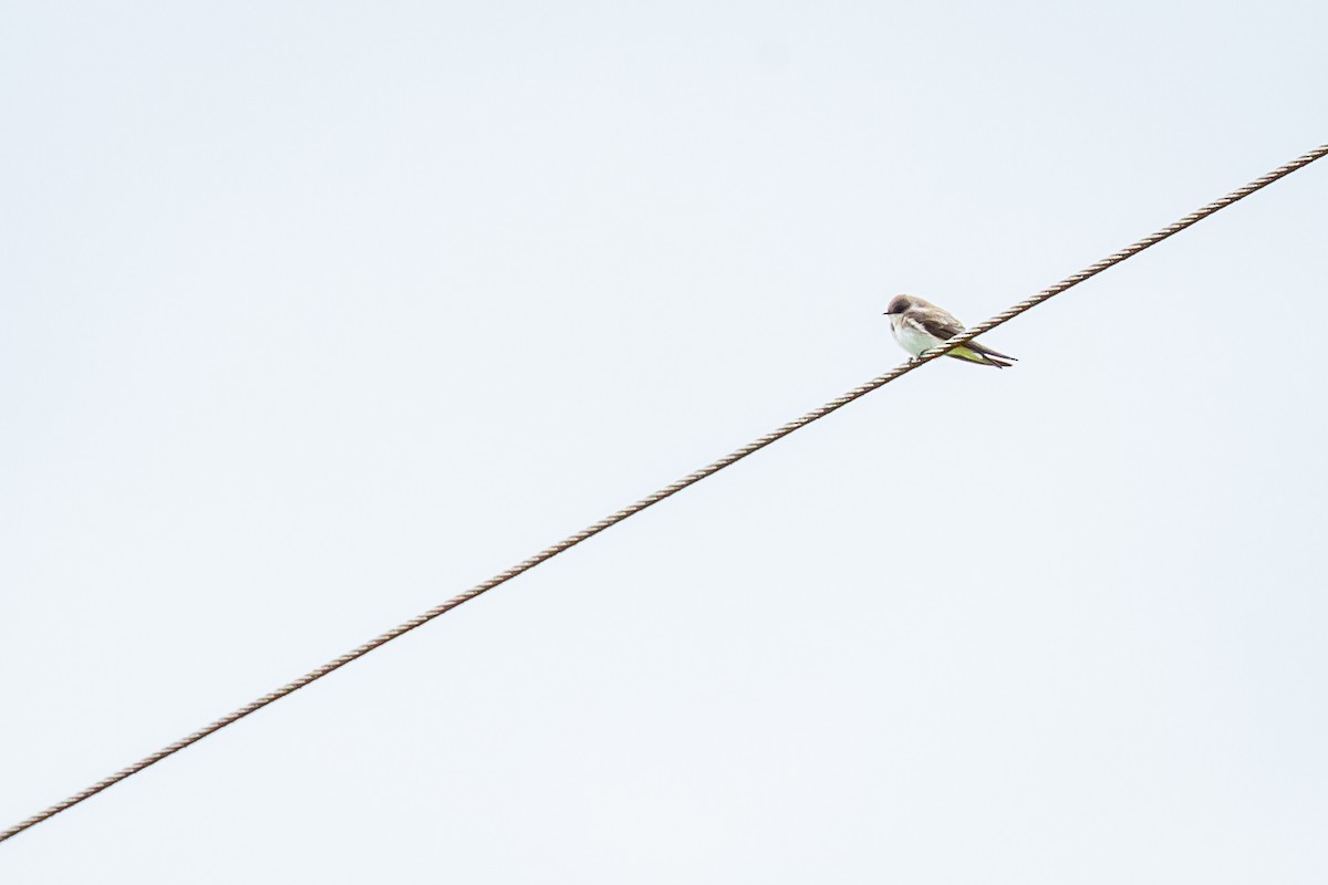 Bank Swallow - ML644815909