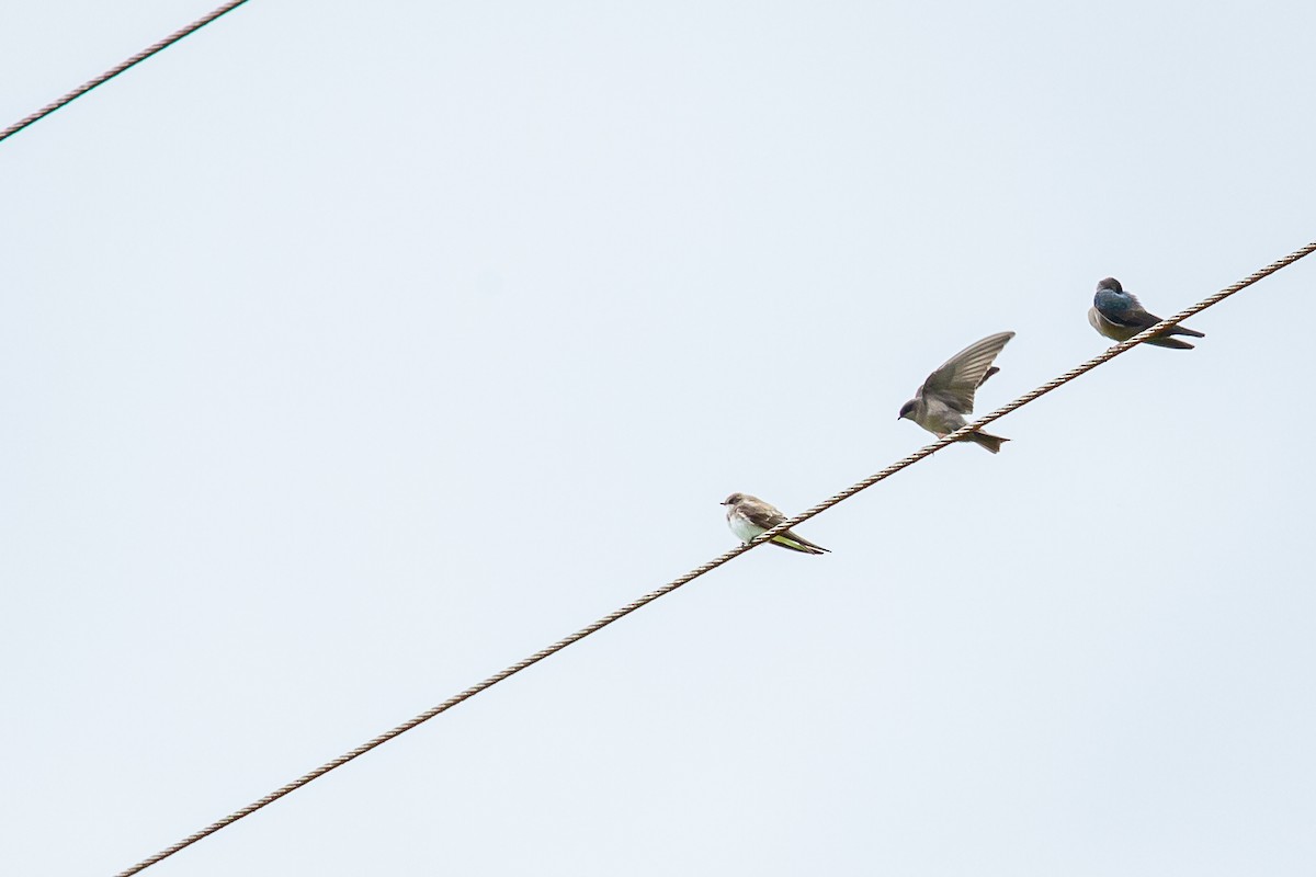 Bank Swallow - ML644815910