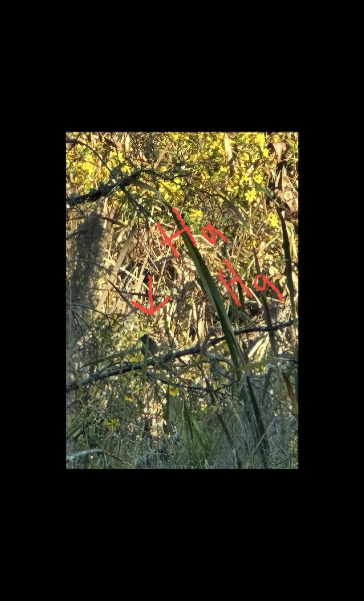 strnadec pruhohlavý - ML644815911