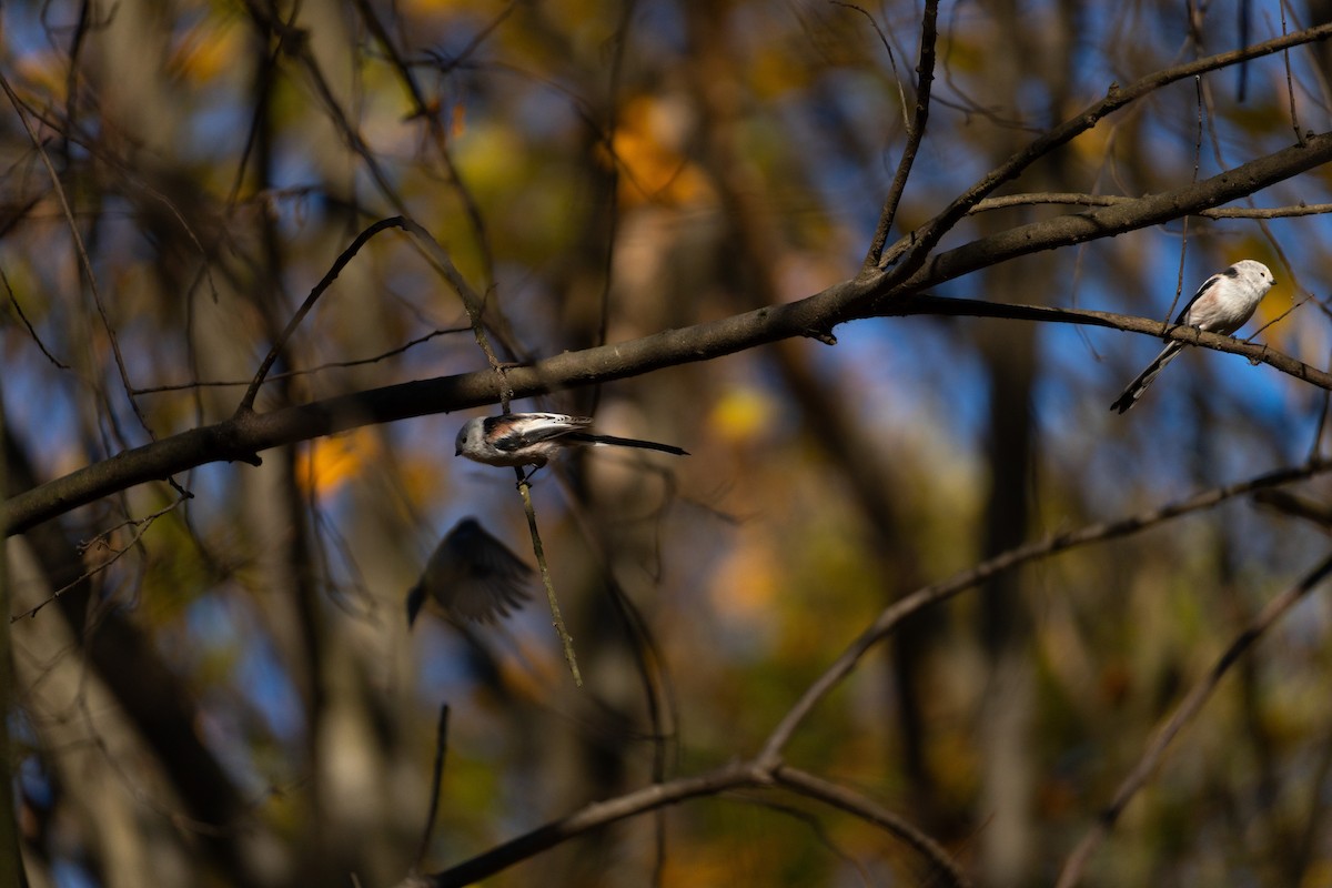 Long-tailed Tit - ML644815938
