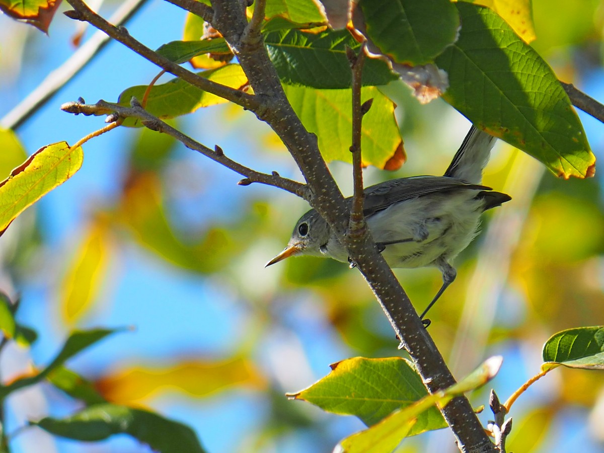 Blue-gray Gnatcatcher - ML644815941