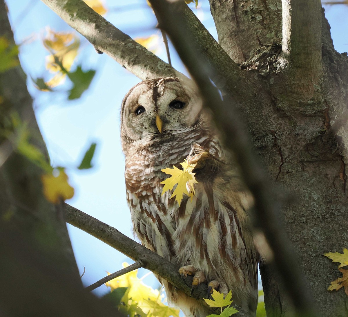 Barred Owl - ML644815947