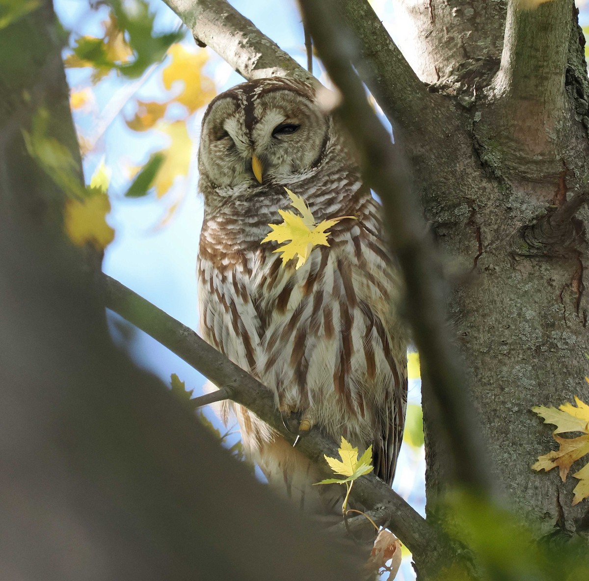 Barred Owl - ML644815948
