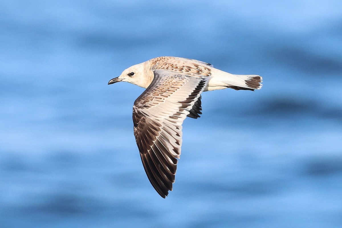Mediterranean Gull - ML644815949