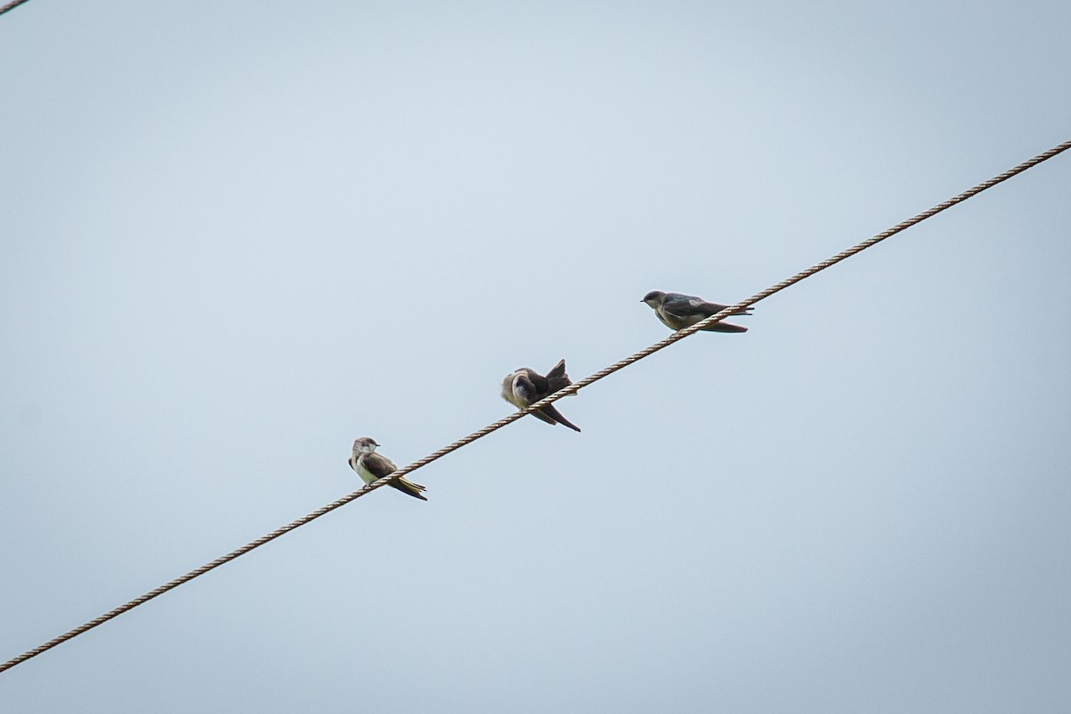 Bank Swallow - ML644815950