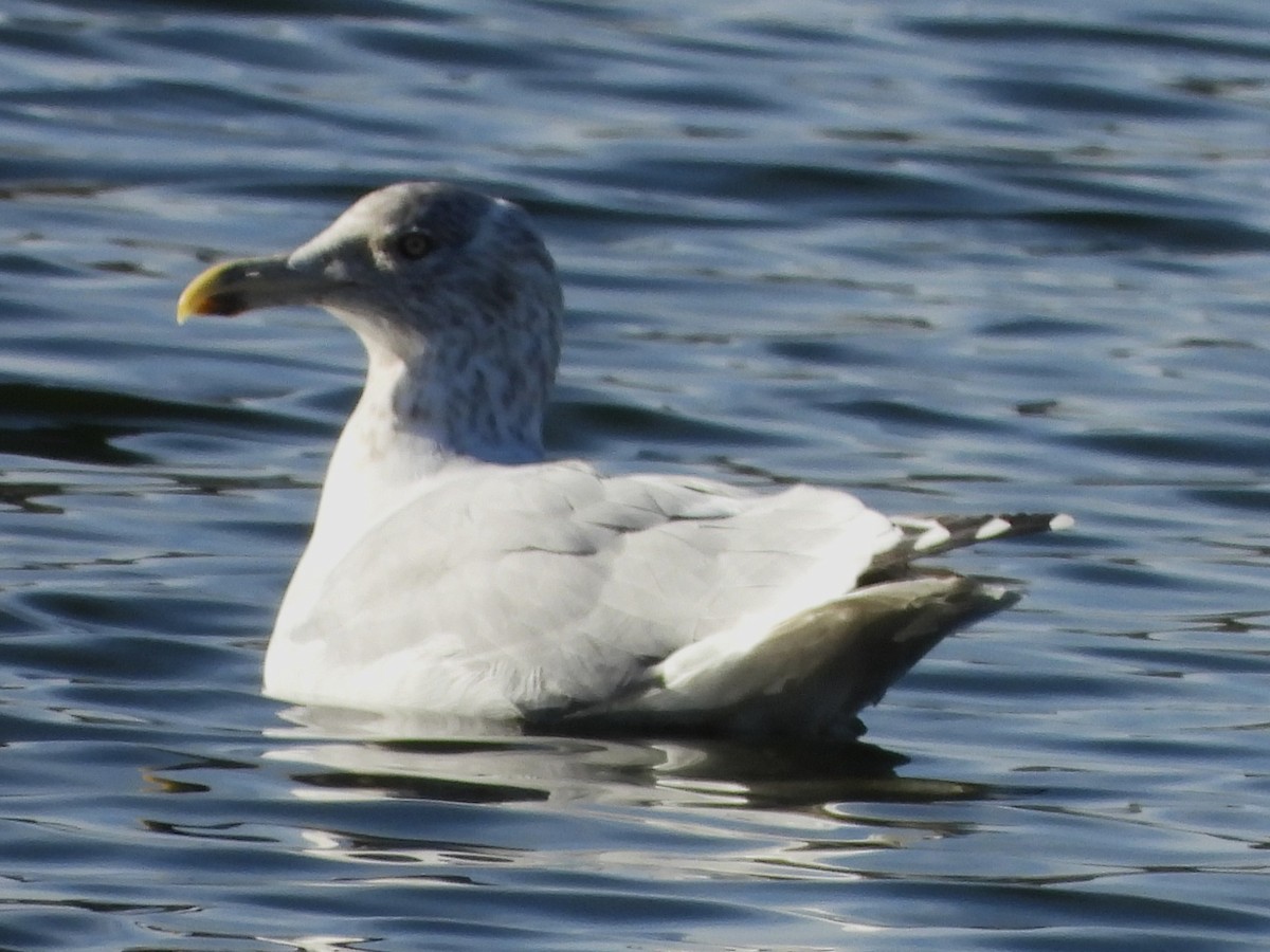 American Herring Gull - ML644815953