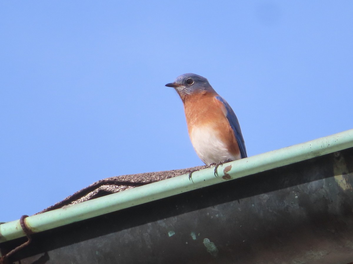 Doğulu Mavi Ardıç - ML644815958