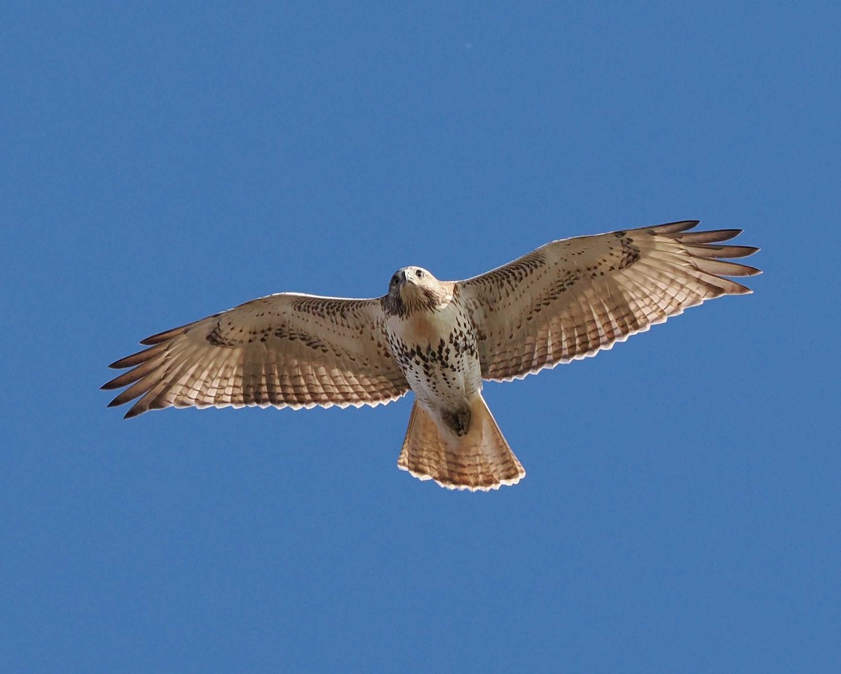 Red-tailed Hawk - ML644815963