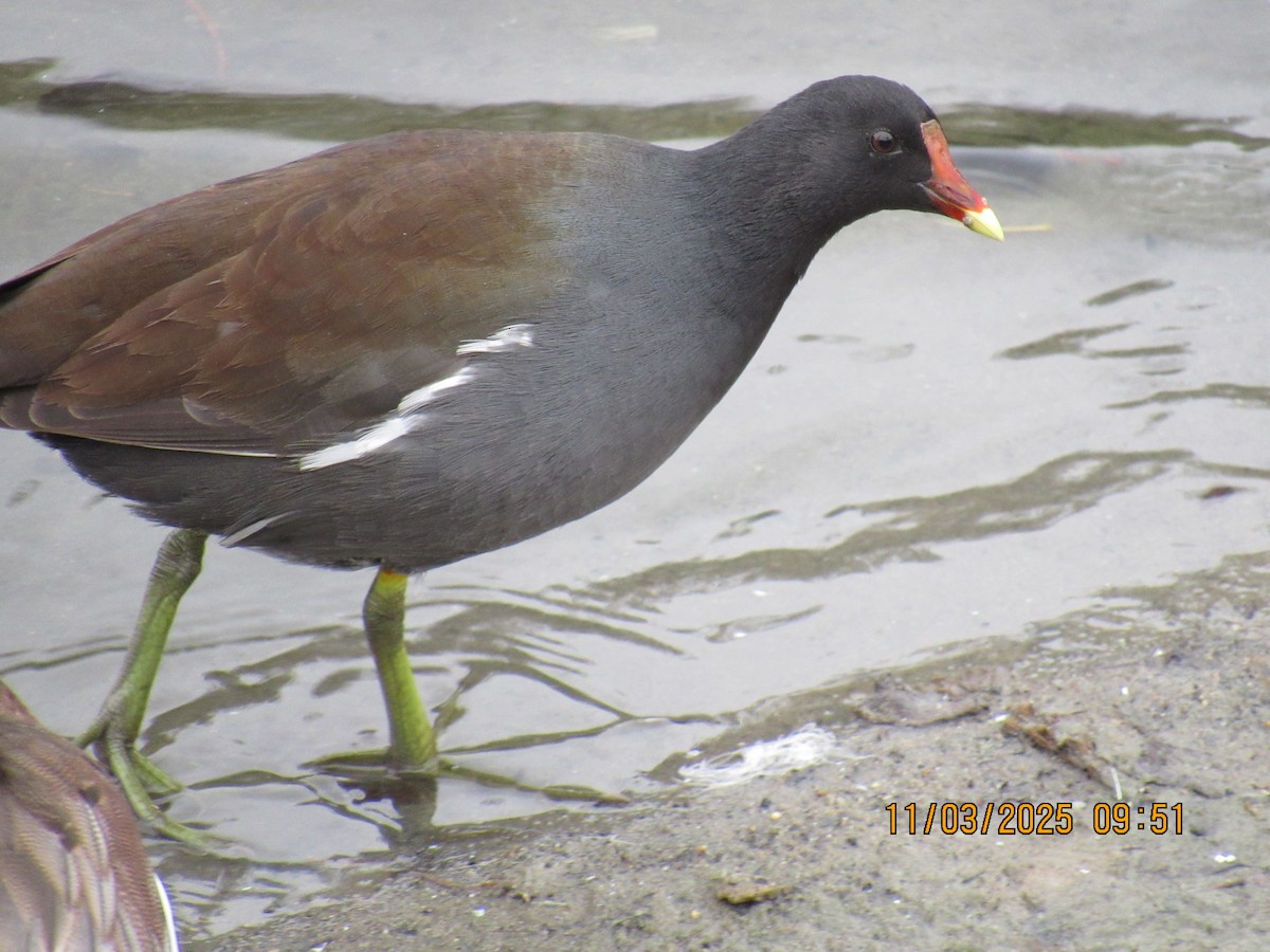 Common Gallinule - ML644815973