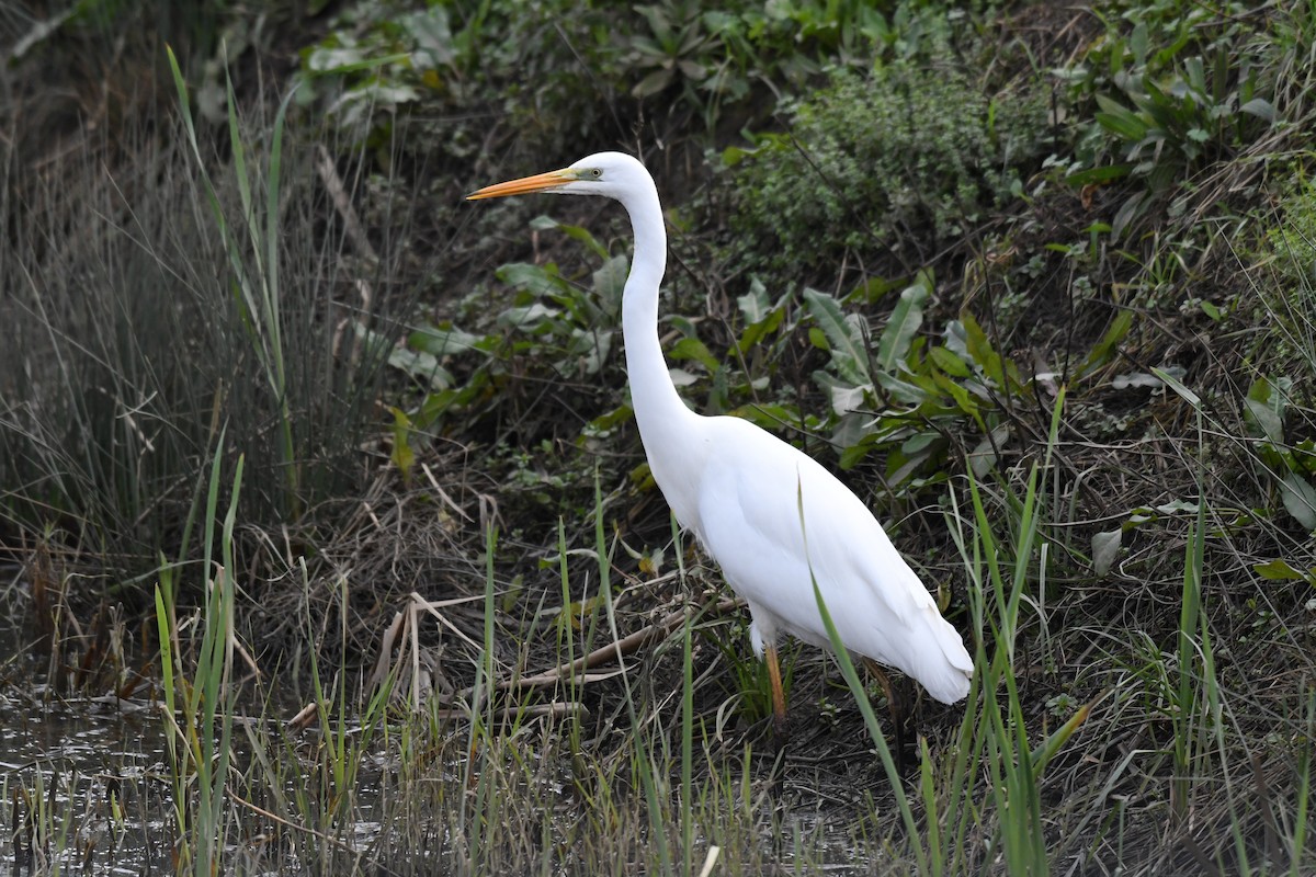 Koartza zuria - ML644815983