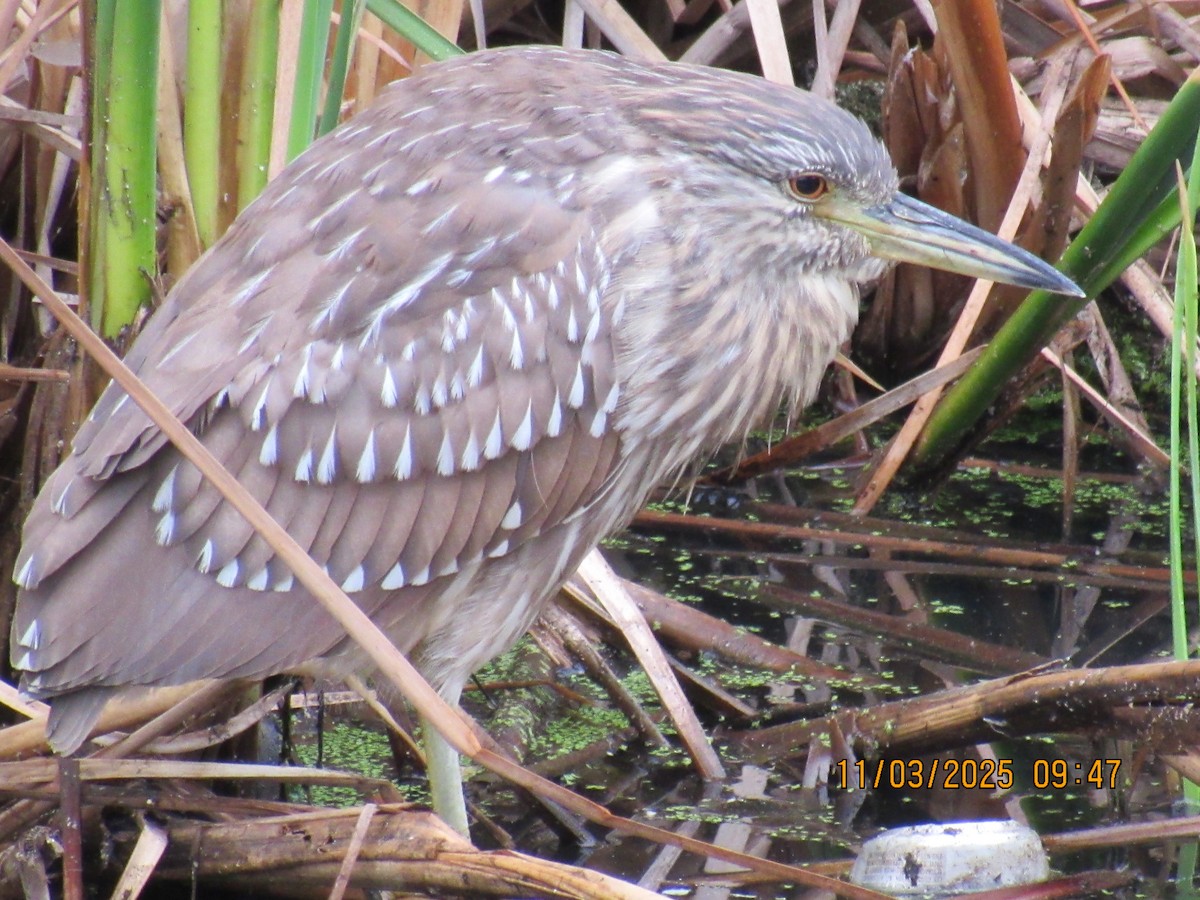 Black-crowned Night Heron - ML644815993