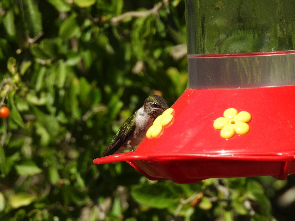 Рубиновогорлый колибри - ML644816003