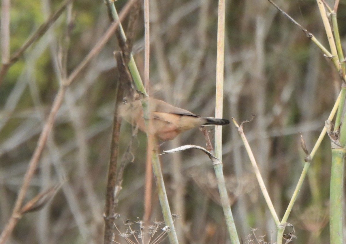 gråastrild - ML644816004