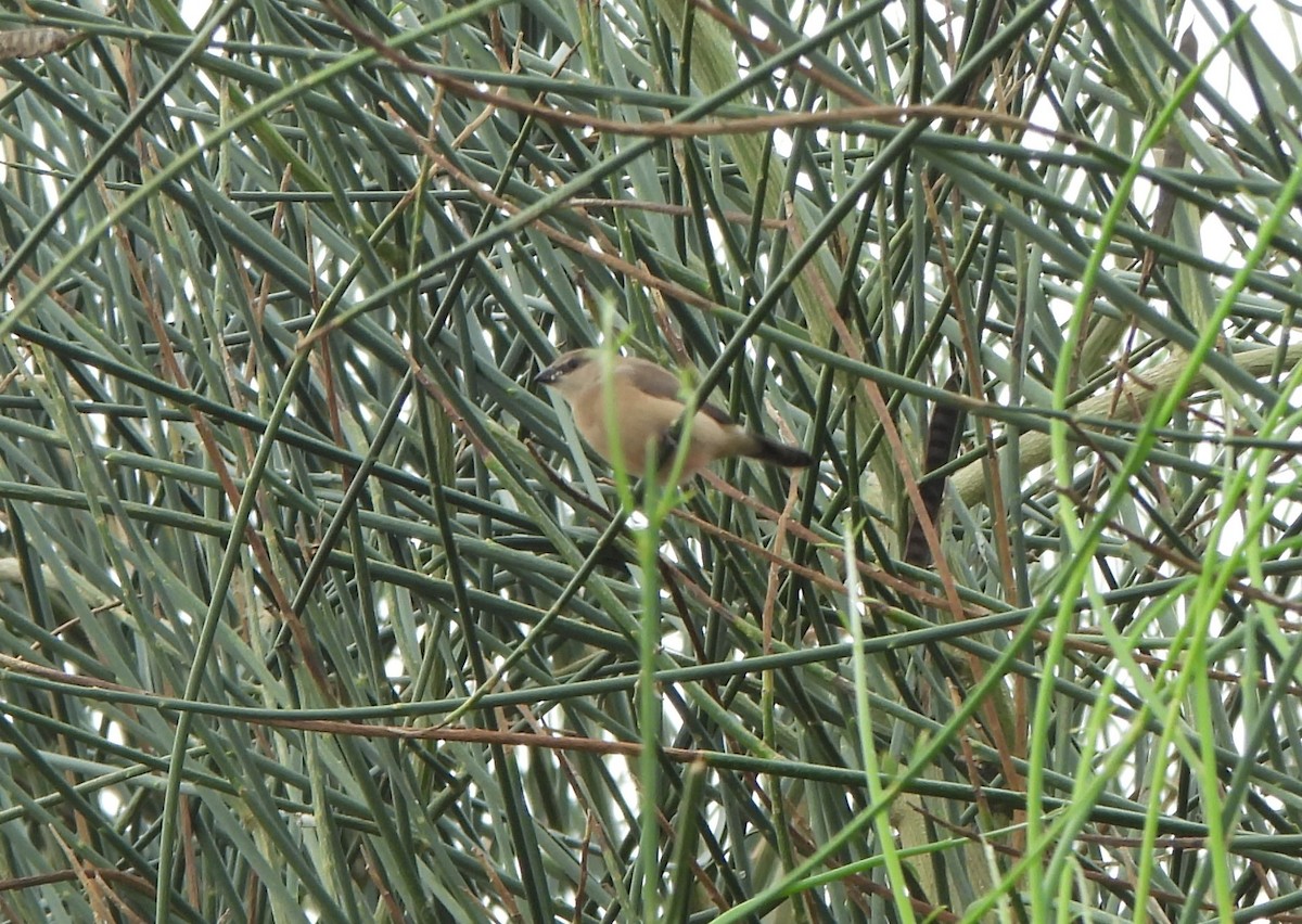 gråastrild - ML644816005