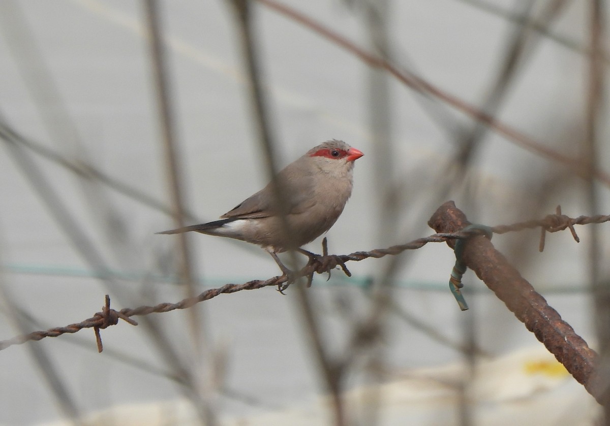 gråastrild - ML644816006