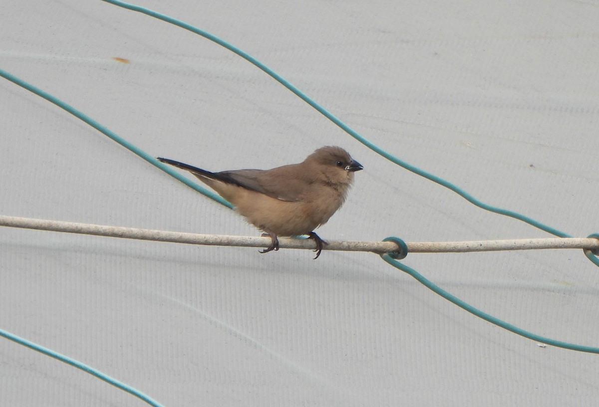 gråastrild - ML644816007