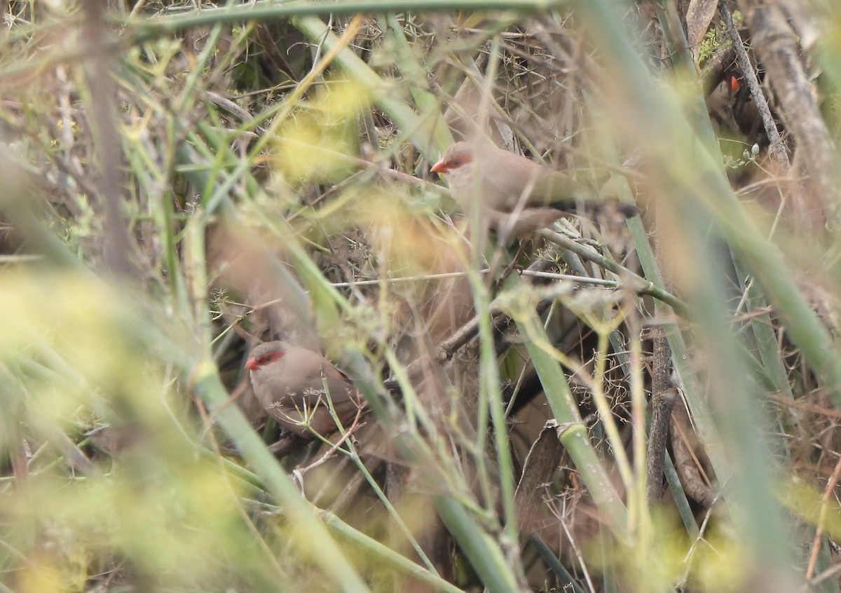 gråastrild - ML644816008