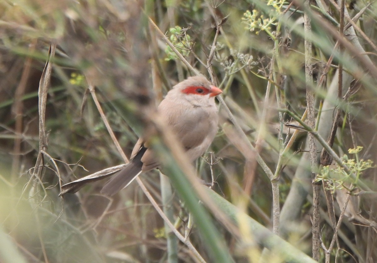 gråastrild - ML644816009