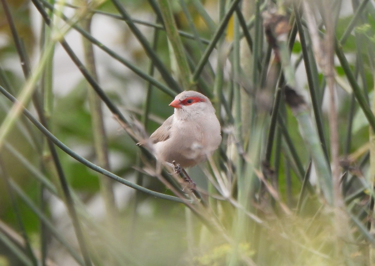 gråastrild - ML644816010