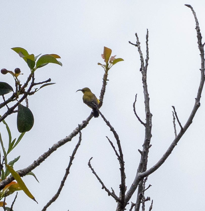 Sahul Sunbird - ML644816011