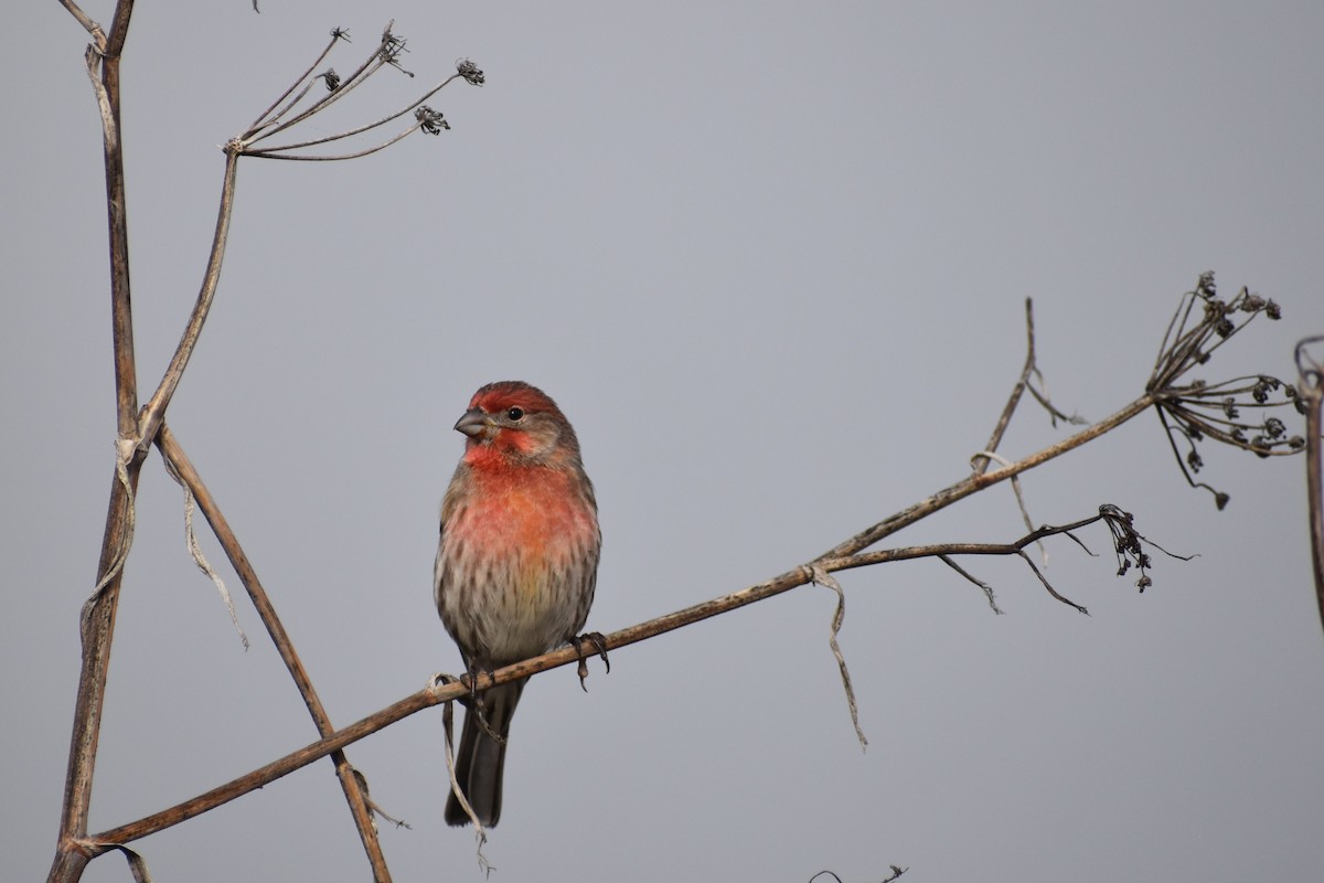 House Finch - ML644816030