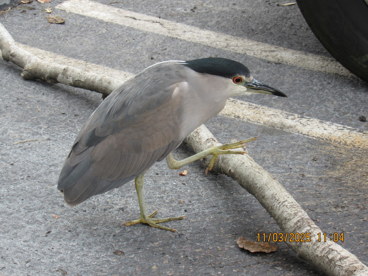 Black-crowned Night Heron - ML644816038