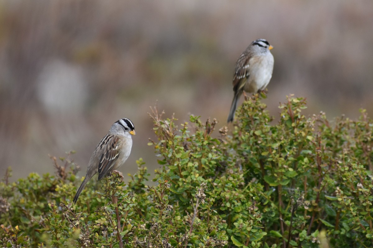 White-crowned Sparrow - ML644816039