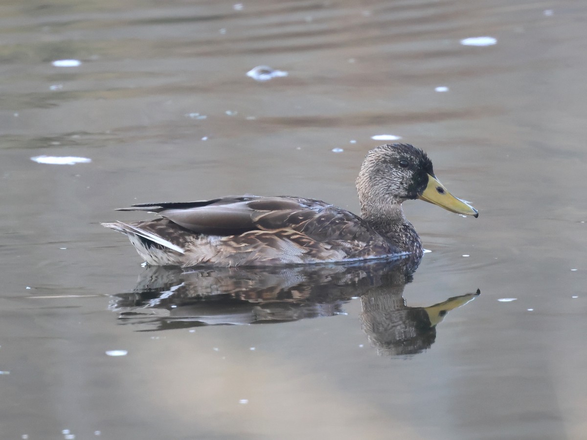 Mallard - ML644816045