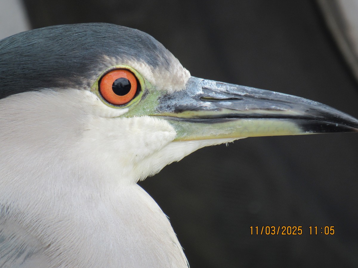 Black-crowned Night Heron - ML644816050