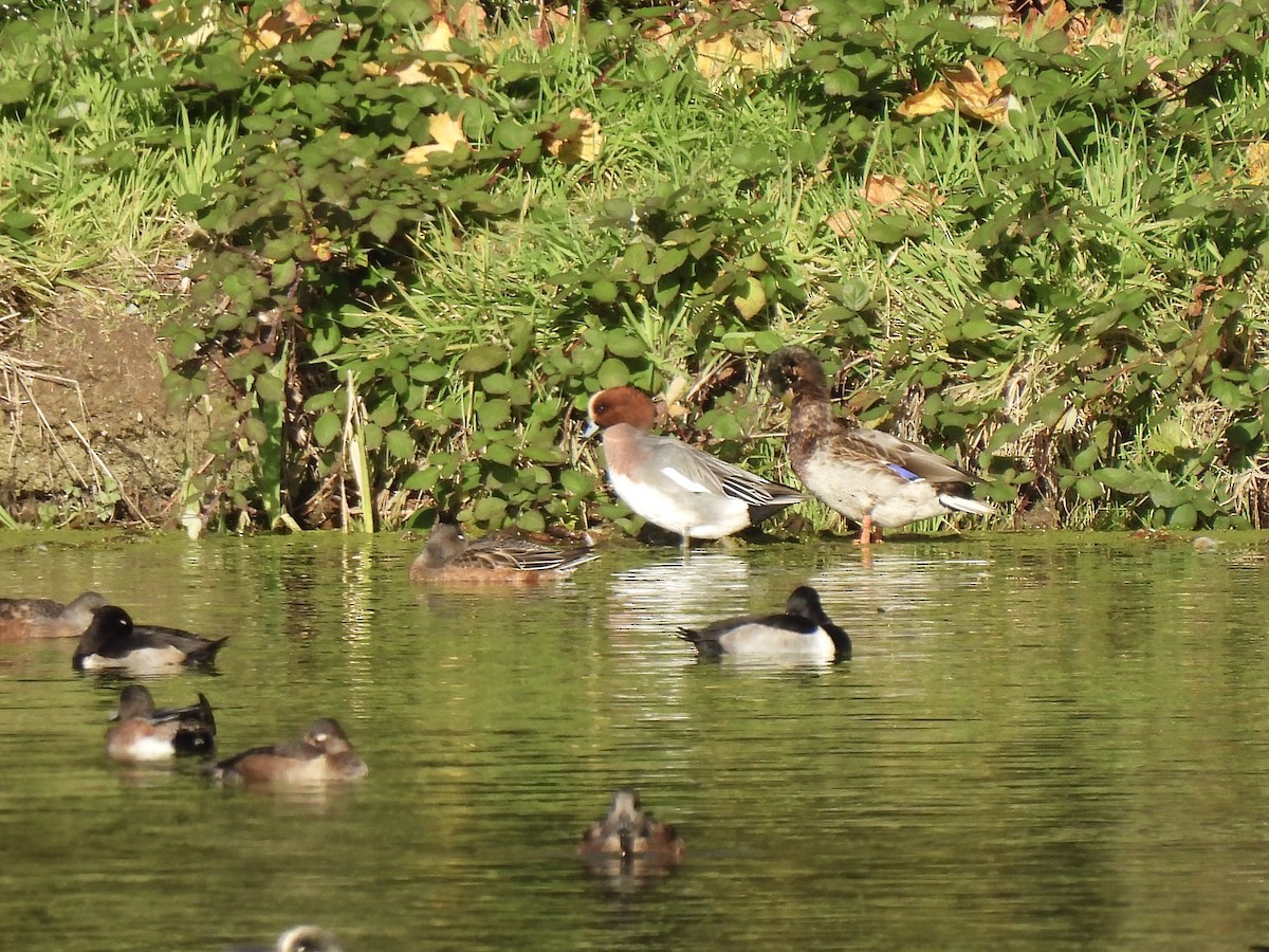 Eurasian Wigeon - ML644816059