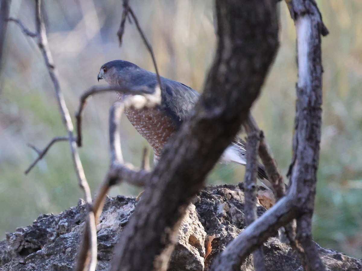 Cooper's Hawk - ML644816073