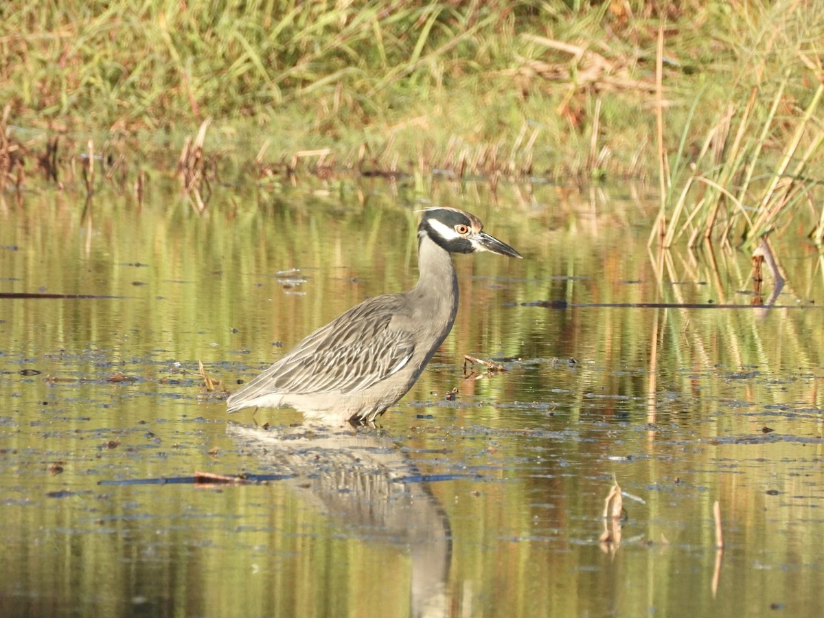 Квак чорногорлий - ML644816074