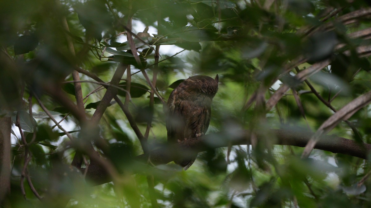 Indian Scops-Owl - ML644816076