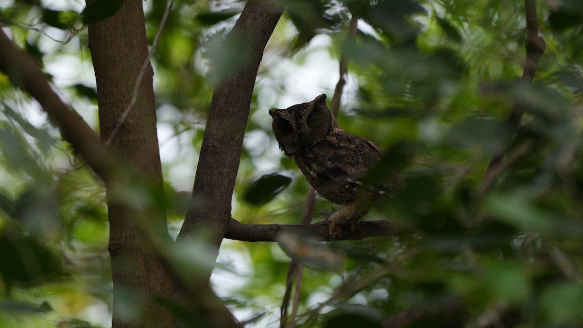 Indian Scops-Owl - ML644816077