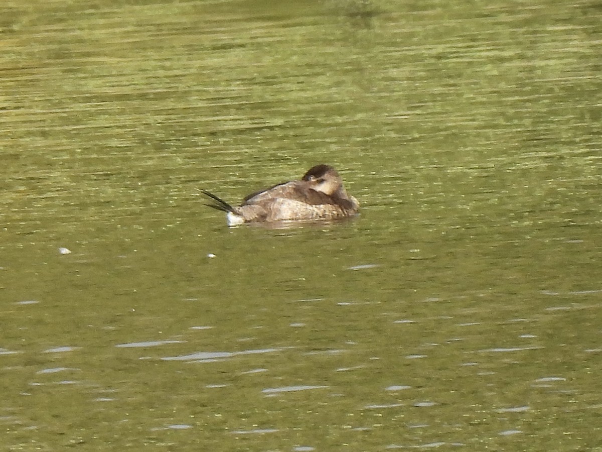 Ruddy Duck - ML644816082