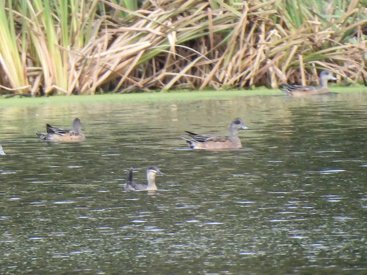 Ruddy Duck - ML644816083
