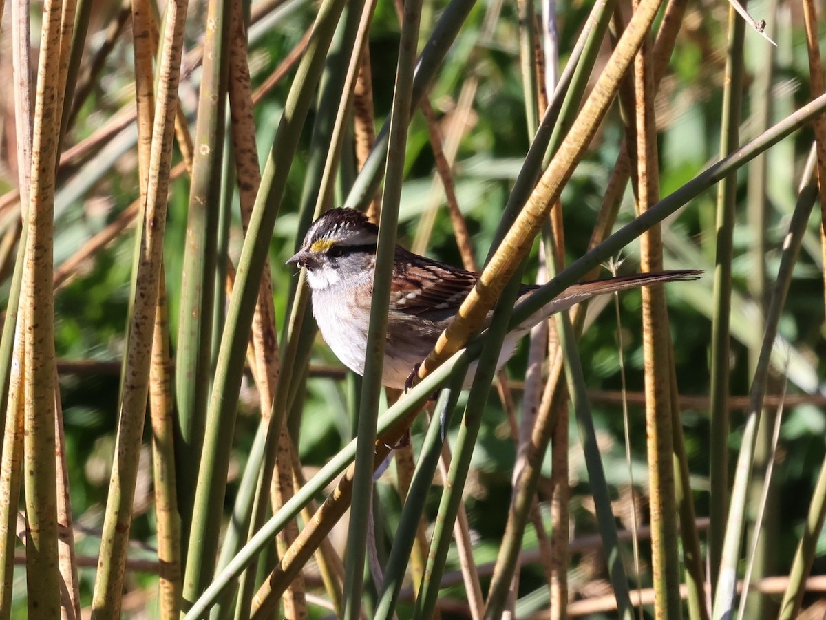 White-throated Sparrow - ML644816085