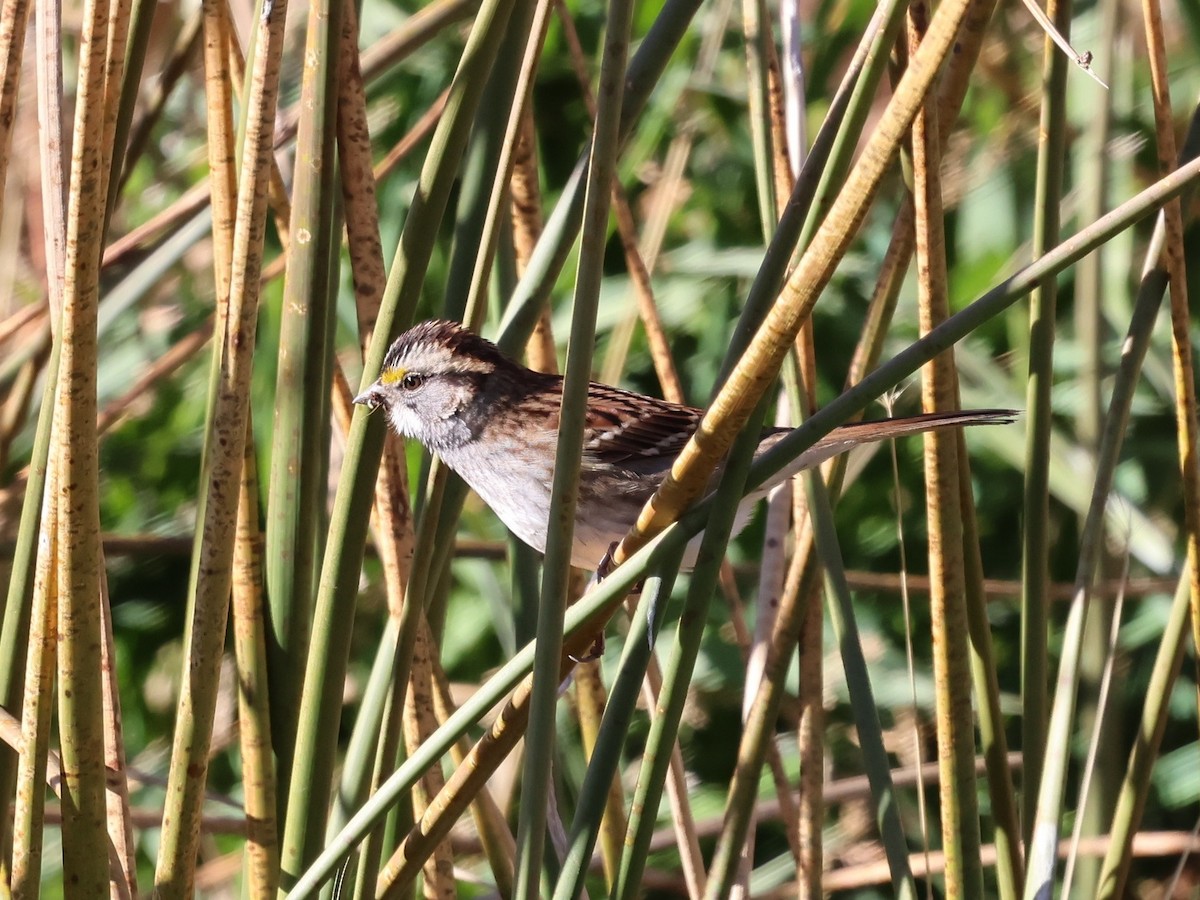 White-throated Sparrow - ML644816086