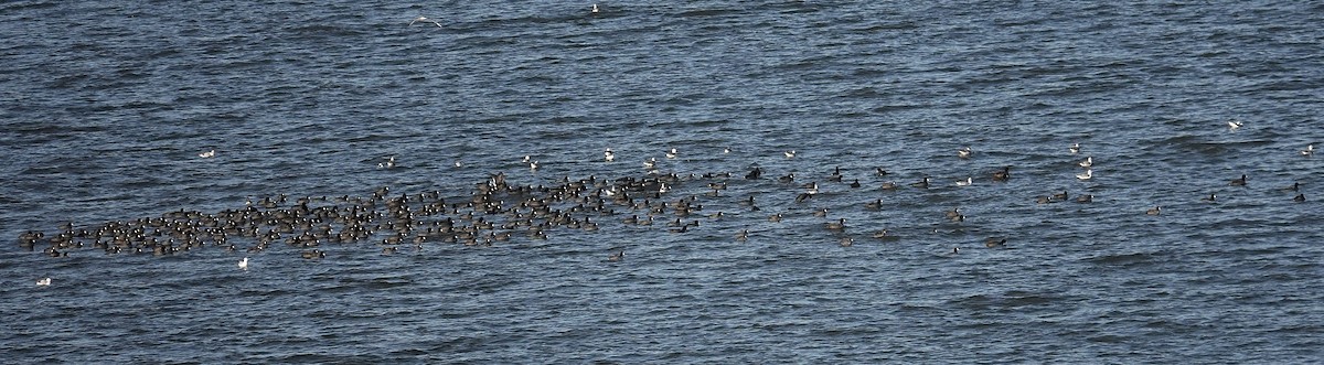 Foulque d'Amérique - ML644816088
