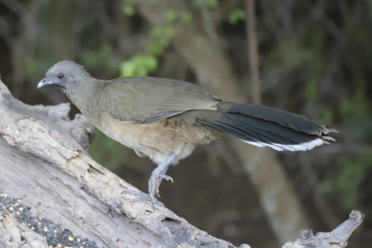 Plain Chachalaca - ML644816103