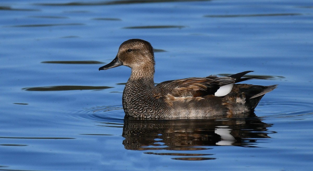 Серая утка - ML644816104